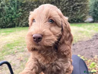 Cockapoo dogs 🌟Red/ Apricot Show-type Cockapoos🌟 - Advert 1