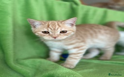 Scottish Fold cats for sale: Beautiful kittens just for you - Image 11