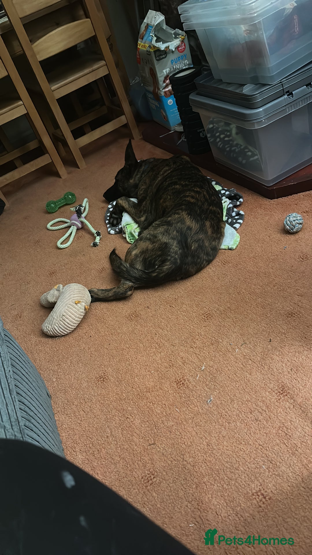 Mixed Breed dogs for sale: PENDING MEET & GREET - Lurcher X German Shepard  - Advert 10