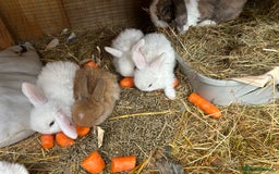 Netherland Dwarf rabbits for sale: Beautiful Mini lop and Netherland dwarf bunnies  - Advert 26