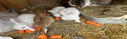 Netherland Dwarf rabbits for sale: Beautiful Mini lop and Netherland dwarf bunnies  - Advert 26