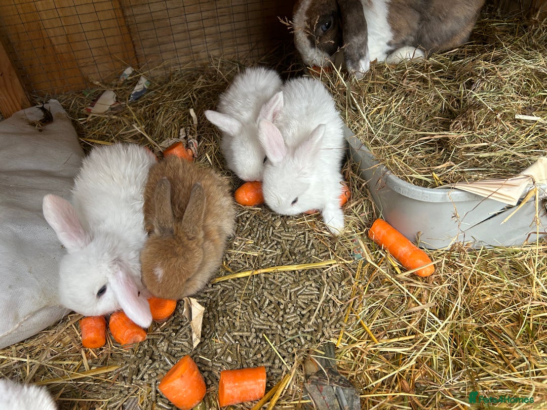 Netherland Dwarf rabbits for sale: Beautiful Mini lop and Netherland dwarf bunnies  - Advert 26