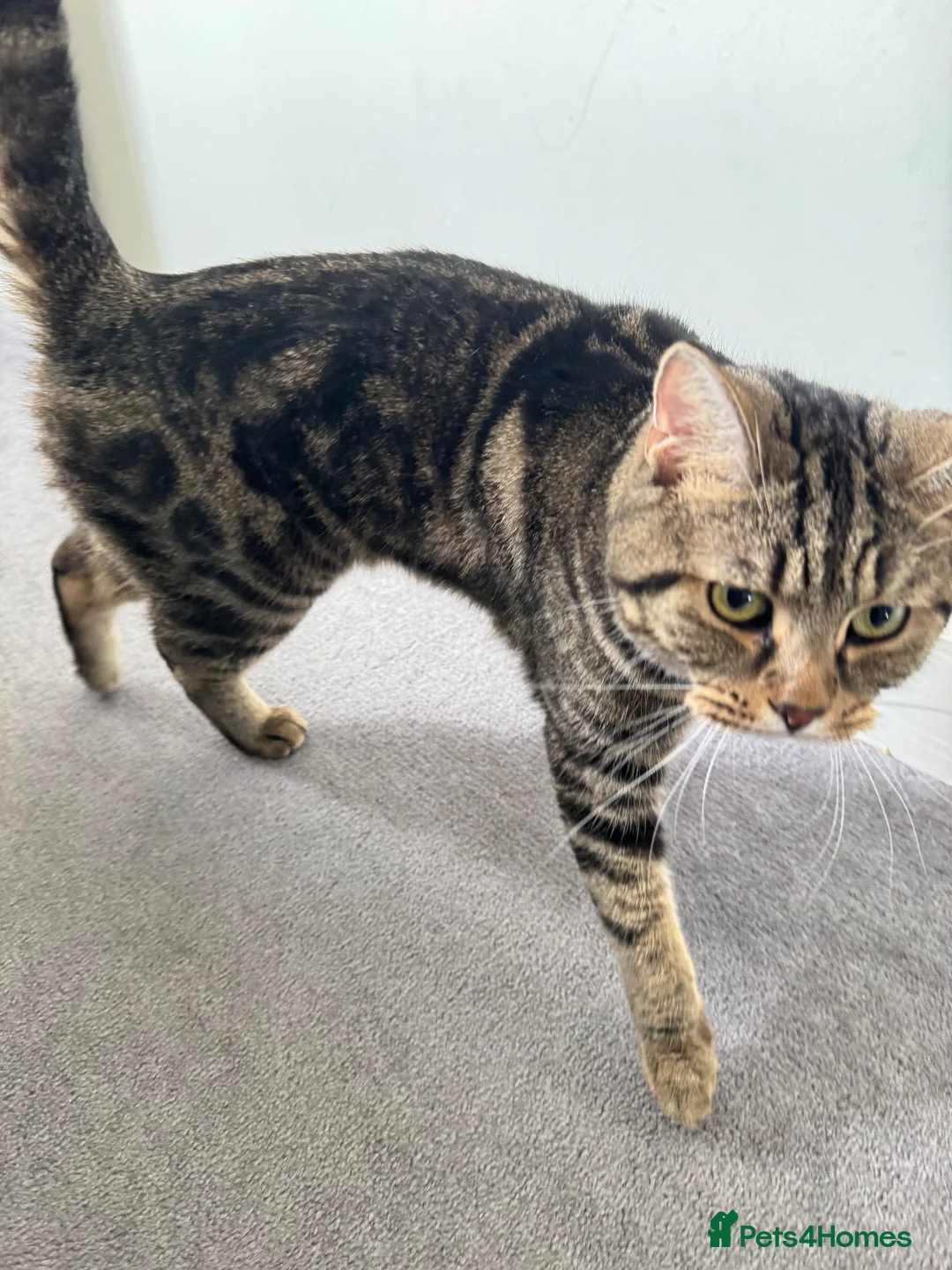 British Shorthair cats for sale: 2 Male British Shorthair  in London - Advert 2