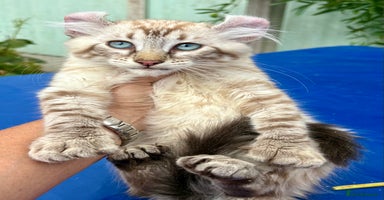 Keetso cats - Advert 2
