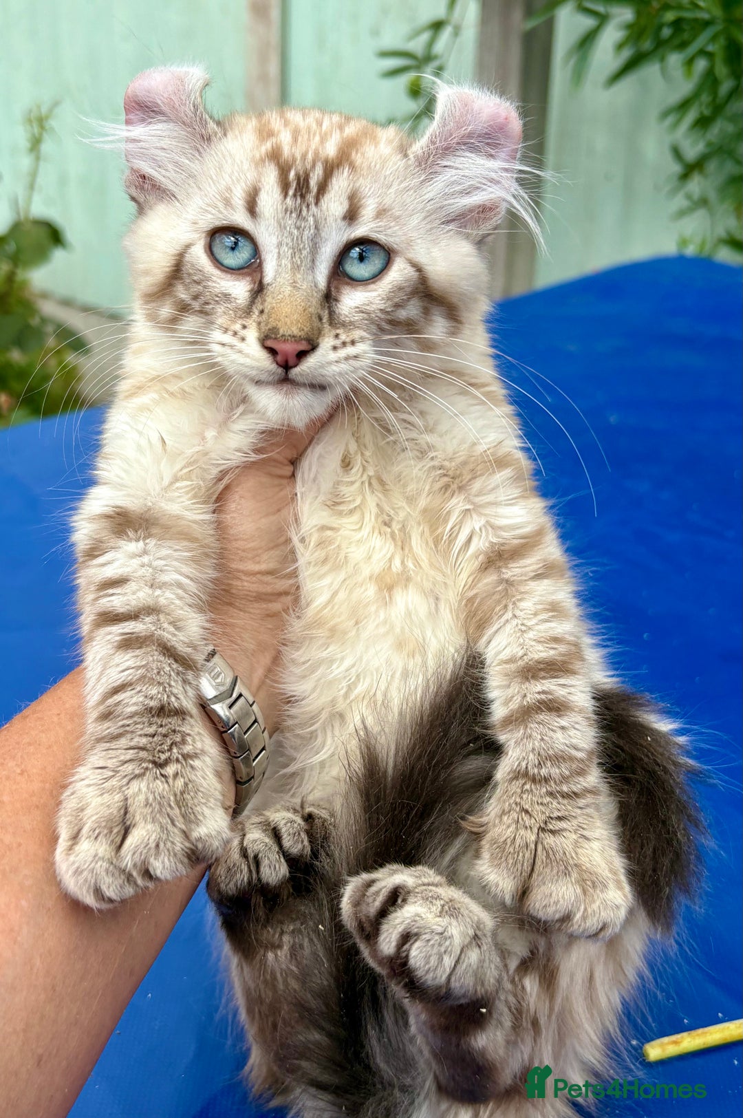 Keetso cats for sale: Stunning polydactyl longhaired snow leopard Keetso - Image 2
