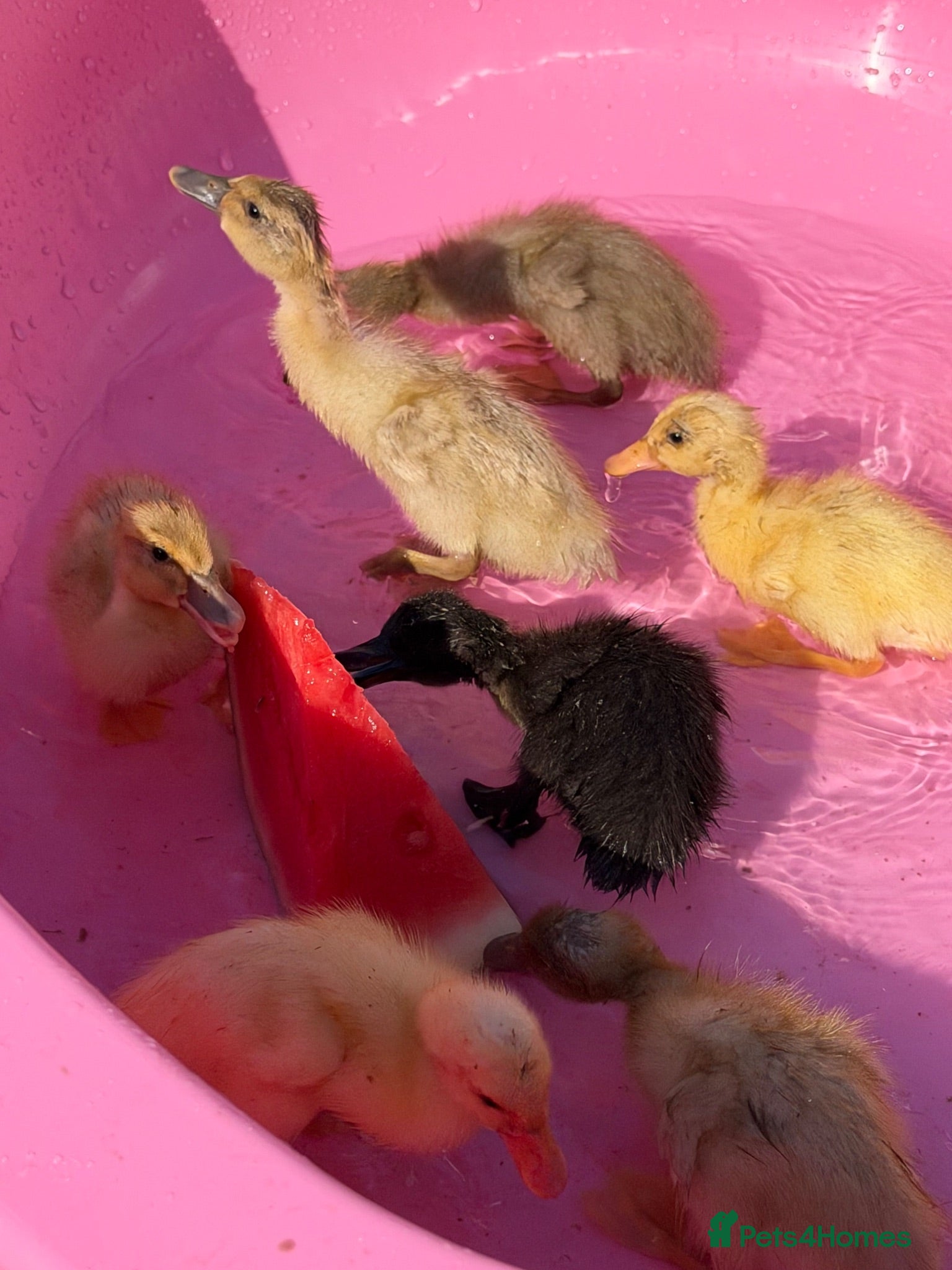 Ducks poultry Runner × Cayuga - Advert 2