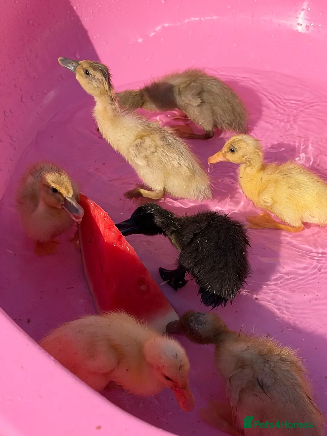 Ducks poultry for sale: Runner × Cayuga - Advert 2