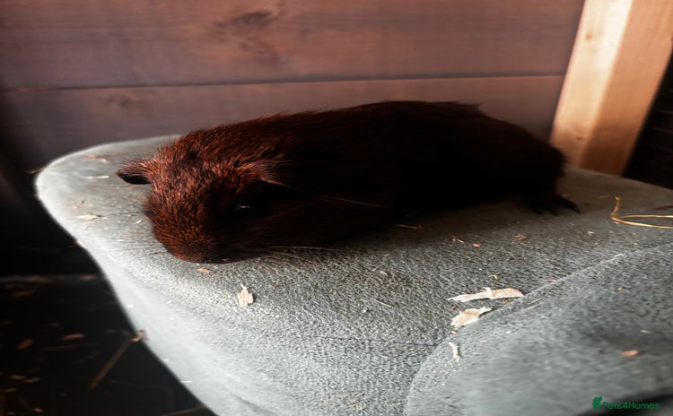 Guinea Pig rodents - Advert 14