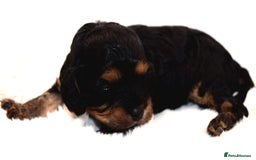 Cavapoo dogs for sale: Extensively Health tested Rare F1 Cavapoos - Image 3