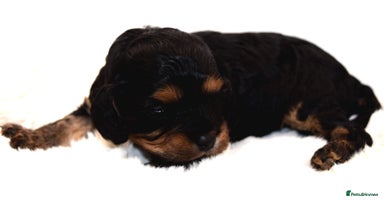 Cavapoo dogs - Advert 3