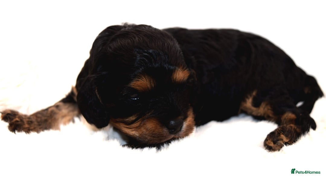 Cavapoo dogs for sale: Extensively Health tested Rare F1 Cavapoos - Image 3