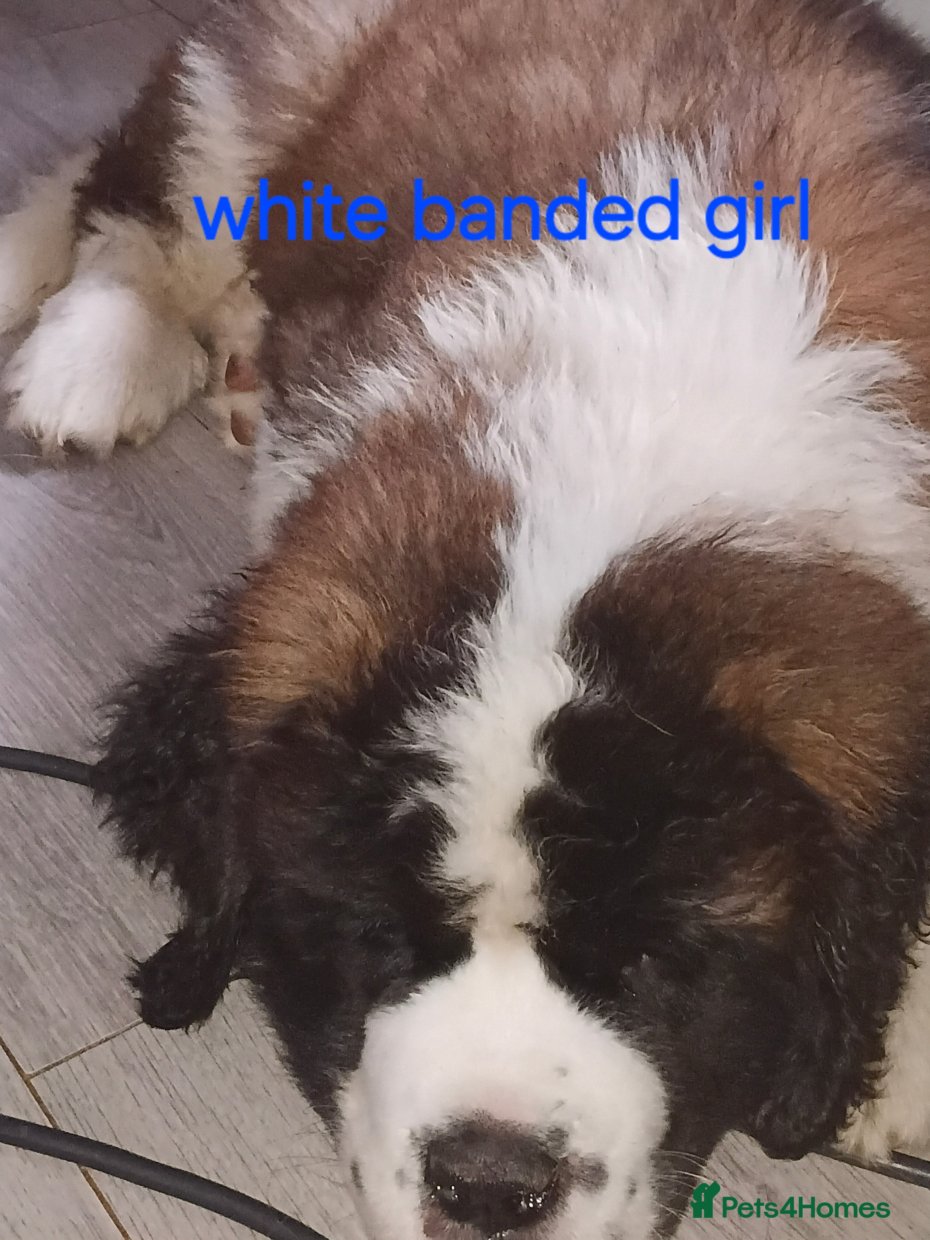 Saint Bernard dogs As of the 12th of August three girls available - Advert 2
