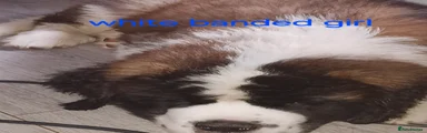 Saint Bernard 4