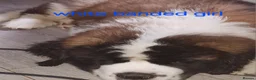 Saint Bernard dogs for sale: As of the 13th of August  just 2 girls available - Advert 2