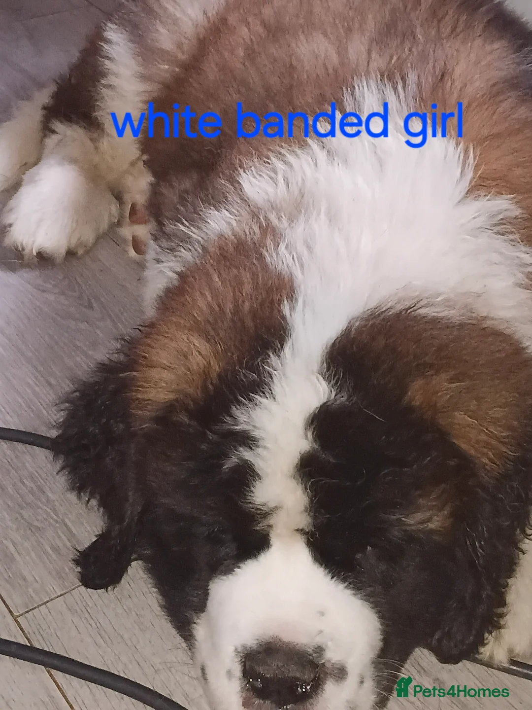 Saint Bernard dogs for sale: As of the 13th of August  just 2 girls available - Advert 2