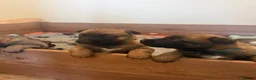 Belgian Shepherd Dog dogs for sale: Chunky pure bred top bloodlines puppies  - Advert 6