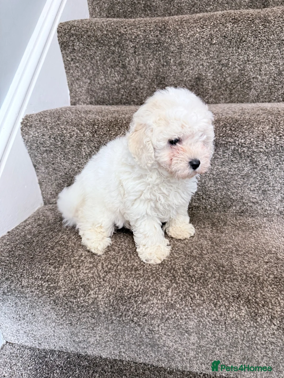 Poochon dogs for sale: 4 beautiful girls - Advert 2