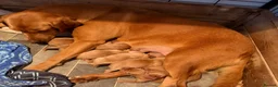 Labrador Retriever dogs for sale: Beautiful litter of fox red Labradors  in Nottingham - Advert 3