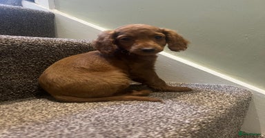 Cockapoo dogs - Advert 16