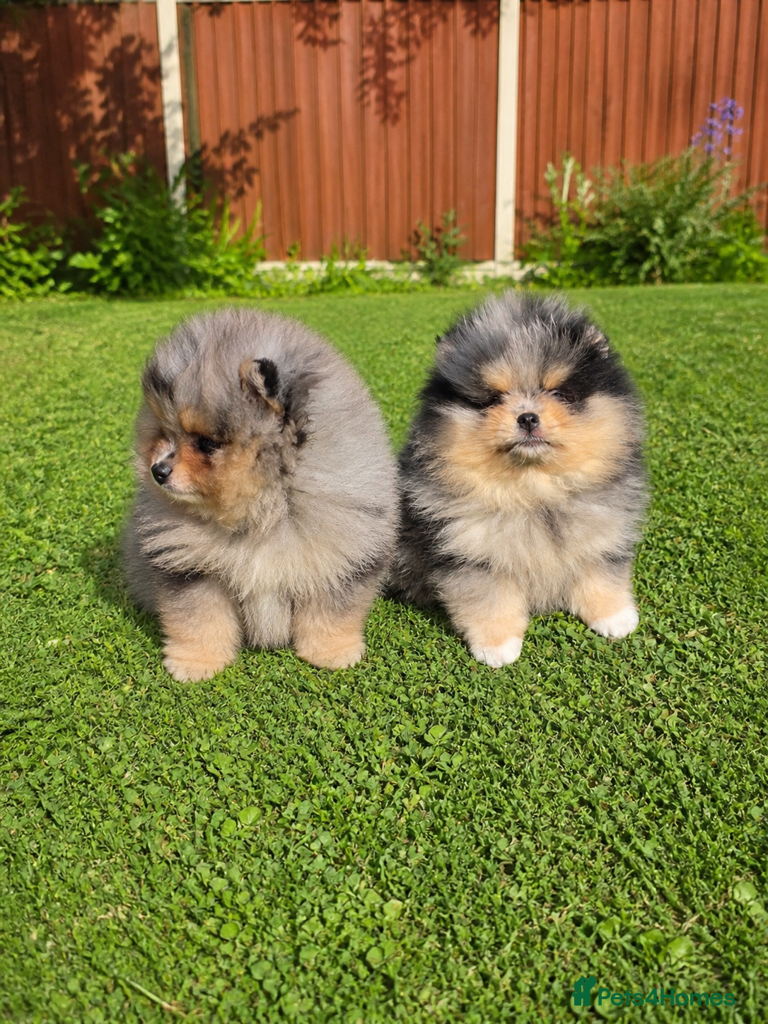 Pomeranian dogs Stunning Rare Merle Pomeranian - Advert 5