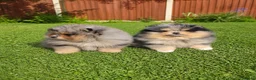 Pomeranian dogs for sale: Stunning Rare Merle Pomeranian - Advert 3