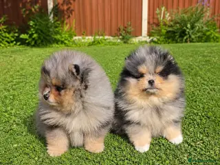 Pomeranian dogs Stunning Rare Merle Pomeranian - Advert 5