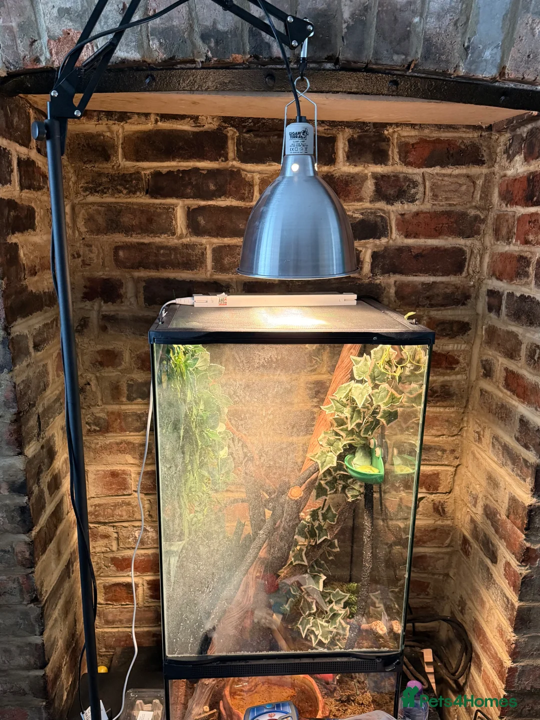 Frog reptiles for sale: 4 whites tree frogs and full set up for sale  - Advert 2