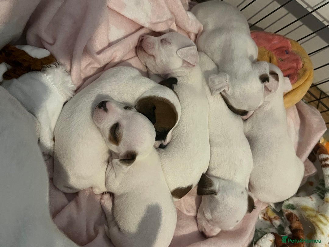 Jack Russell dogs for sale: Stunning Miniature Jack Russell Puppies!!! - Advert 7