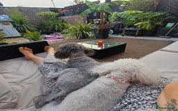 Toy Poodle dogs for sale: Female toy poodle silver  - Image 9
