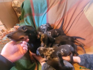 Dachshund dogs - Advert 33