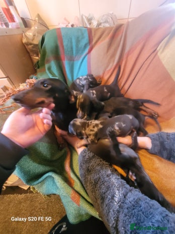 Dachshund dogs - Advert 1