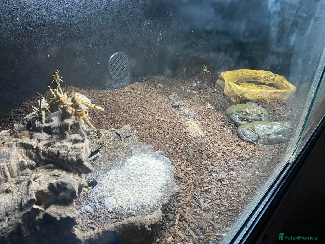 Toad reptiles for sale: Colorado river toads - Advert 4