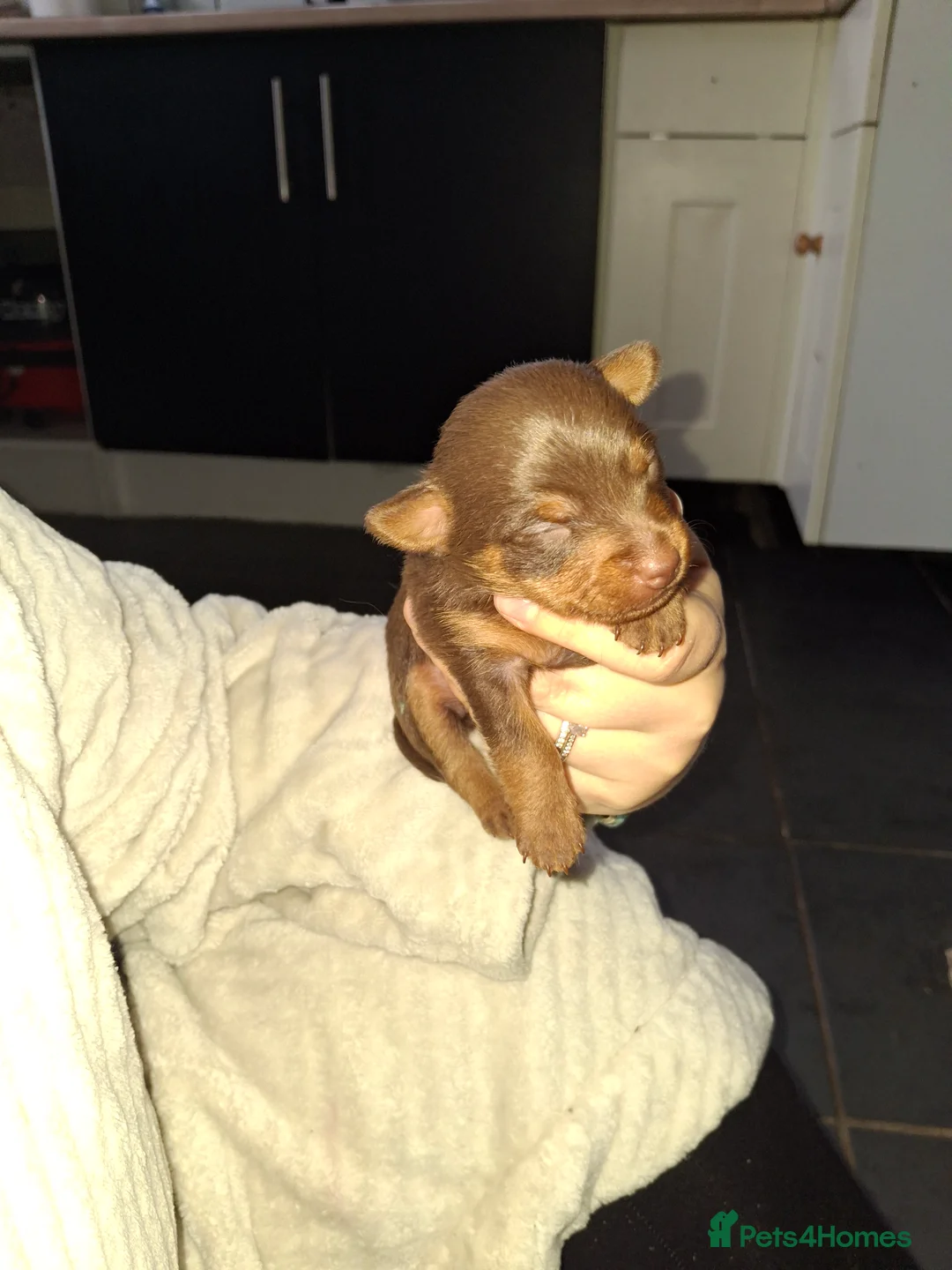 Mixed Breed dogs for sale: Dorkies  - Advert 4