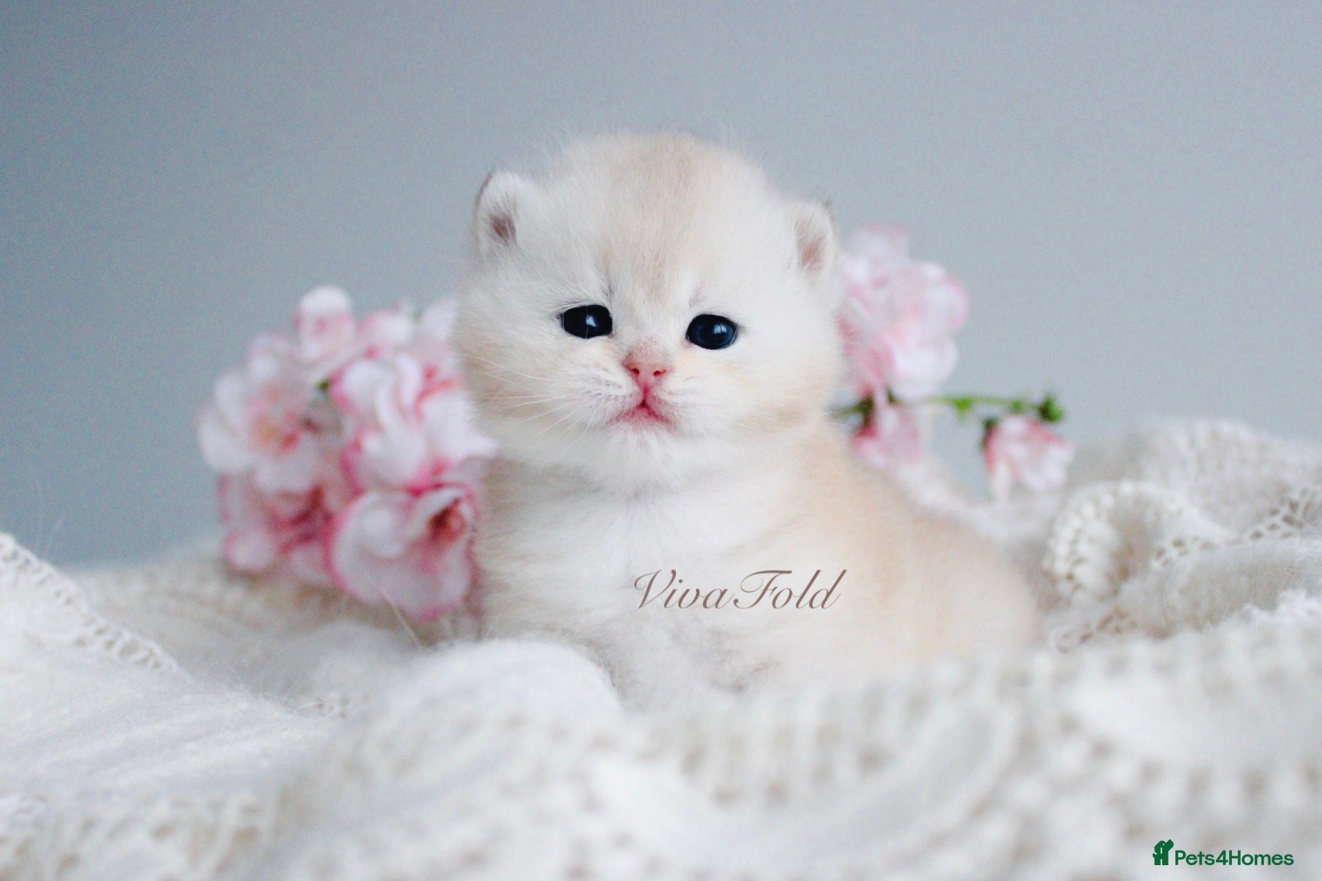 British Shorthair cats ✨Rare & Exclusive Premium Quality Kitten✨ - Advert 6