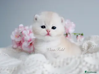 British Shorthair cats ✨Rare & Exclusive Premium Quality Kitten✨ - Advert 6