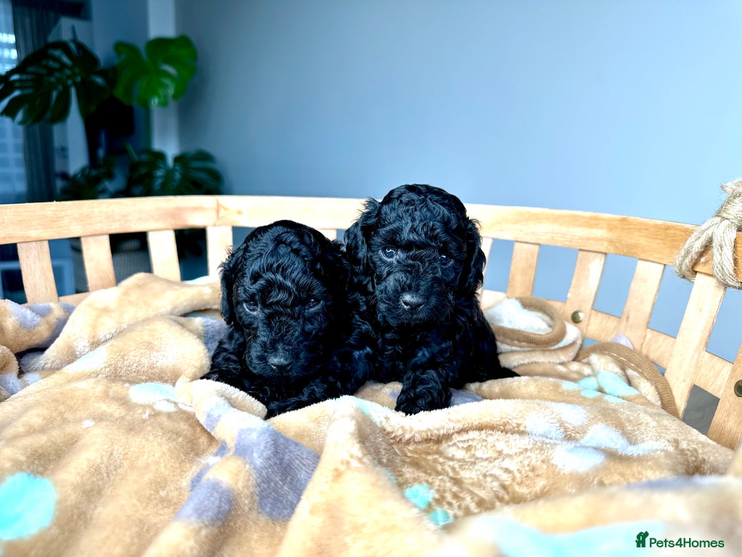 Toy Poodle dogs for sale: 🐾 Toy Poodle Puppies for Sale–Champion Bloodline - Image 2