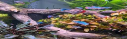 Bettas fish for sale: Plakat female koi betta fish  - Advert 3