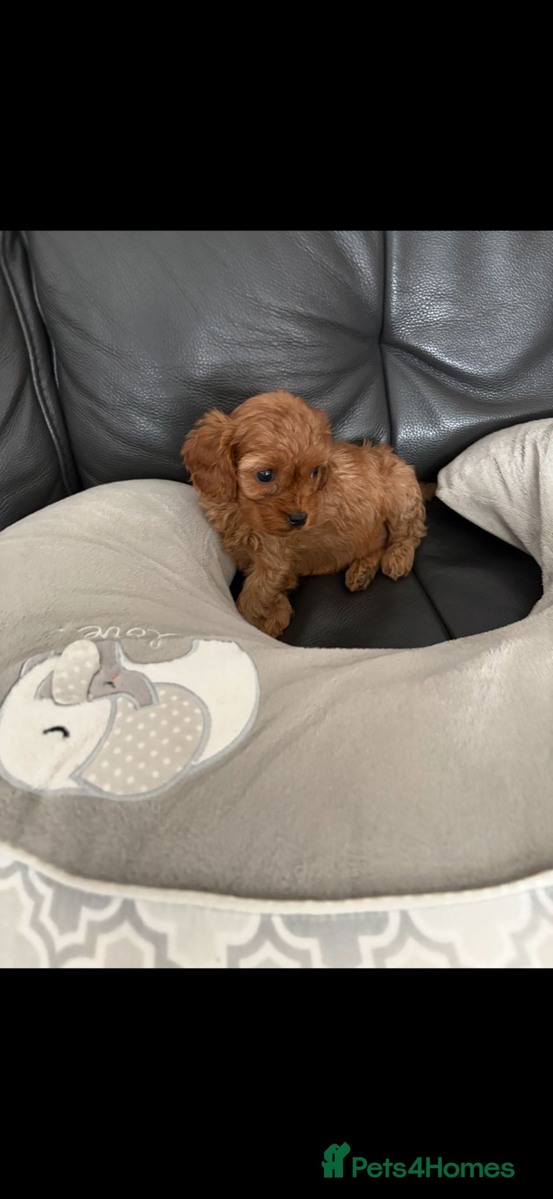 Cavapoo dogs for sale: Stunning F1 cavapoos  - Image 7