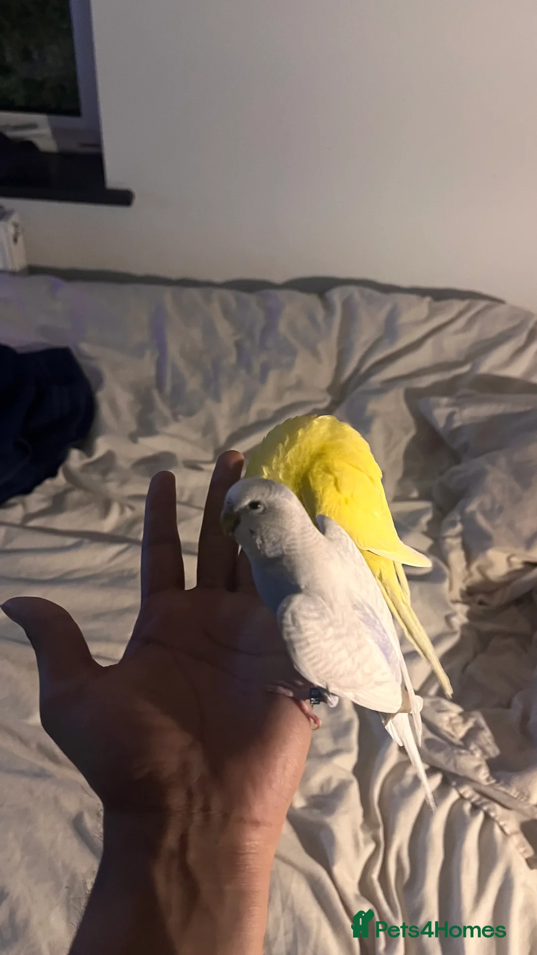 Budgerigars birds for sale: Love birds for free in Peacehaven - Advert 4