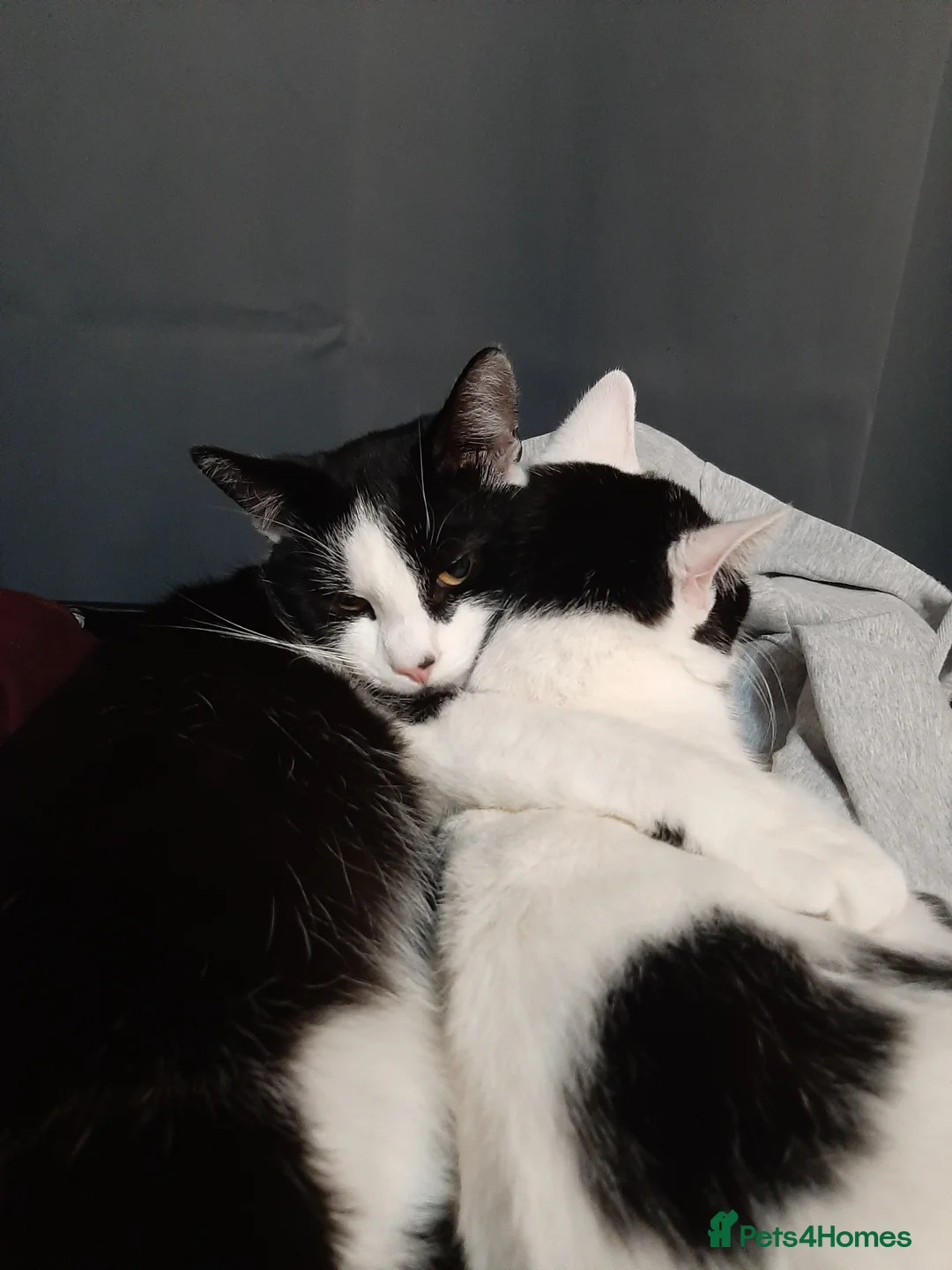 Mixed Breed cats for sale: Going for free because I'm immigrating  - Advert 1