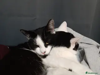 Mixed Breed cats Going for free because I'm immigrating - Advert 3