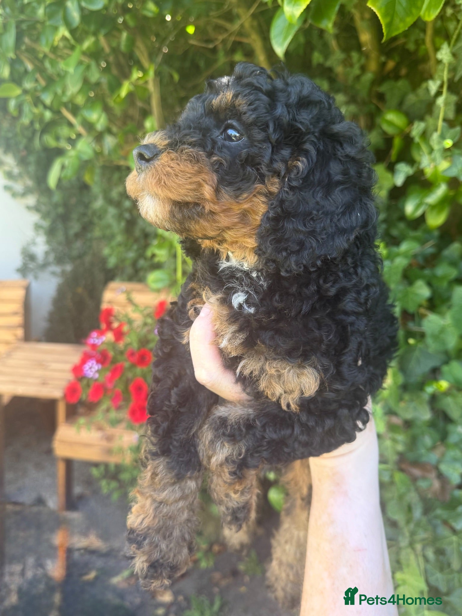 Cavapoo dogs Cavapoo. Super curly 5* Council reg - Advert 2