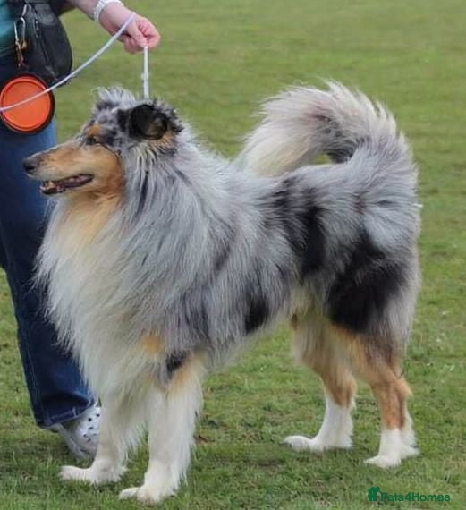 Rough Collie dogs Beautiful rough collie for stud - Advert 1