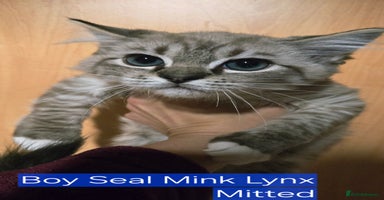 Ragdoll cats - Advert 5