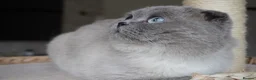 Scottish Fold cats for sale: 💙Handsome Scottish Fold💙 - Advert 4