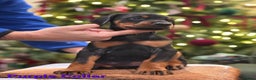 Dobermann dogs for sale: 🐾 Dobermann puppies/KC reg🐾 Top Pedigree - Advert 2