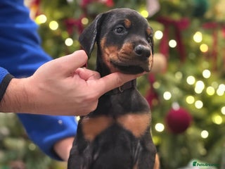 Dobermann dogs 🐾 Dobermann puppies/KC reg🐾 Top Pedigree - Advert 3