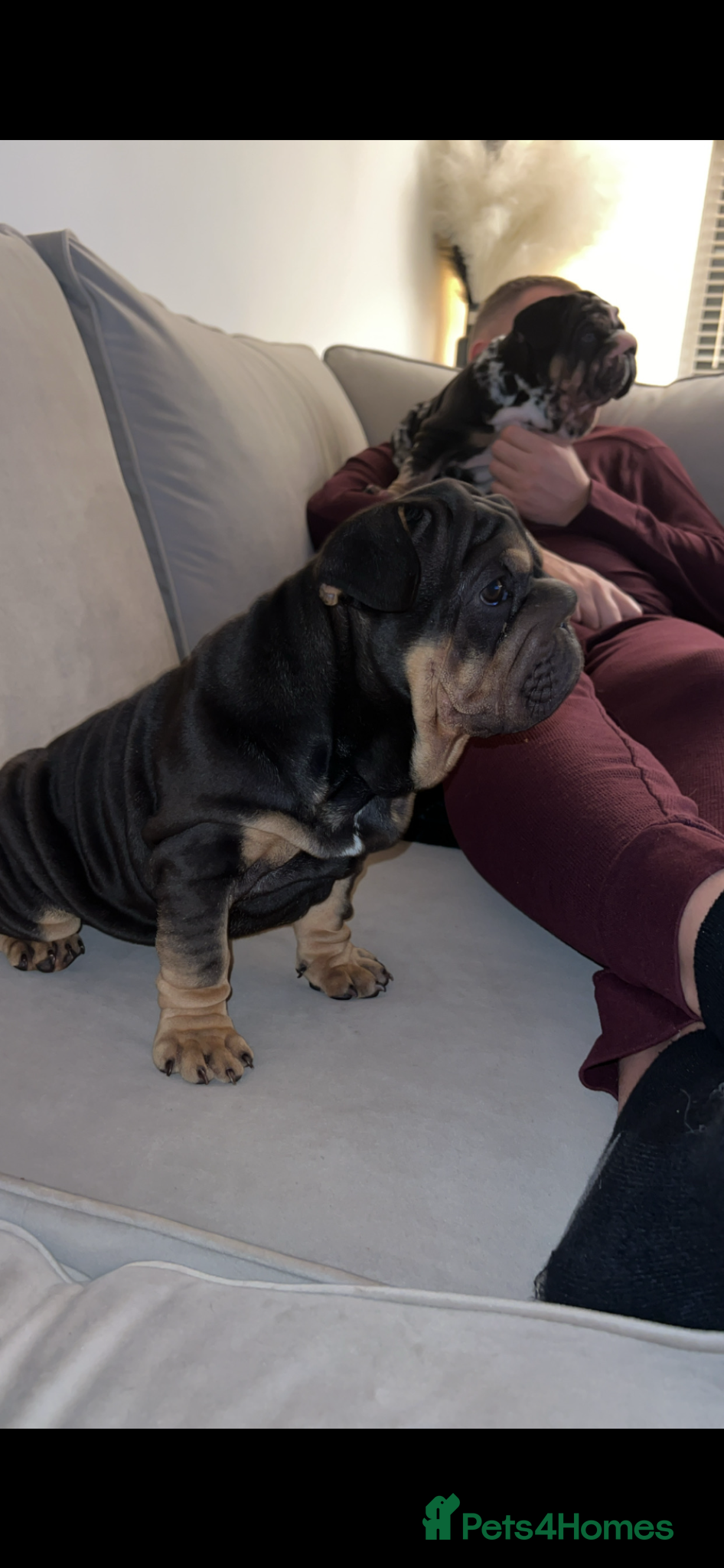 French Bulldog dogs French bulldog puppies  - Advert 1