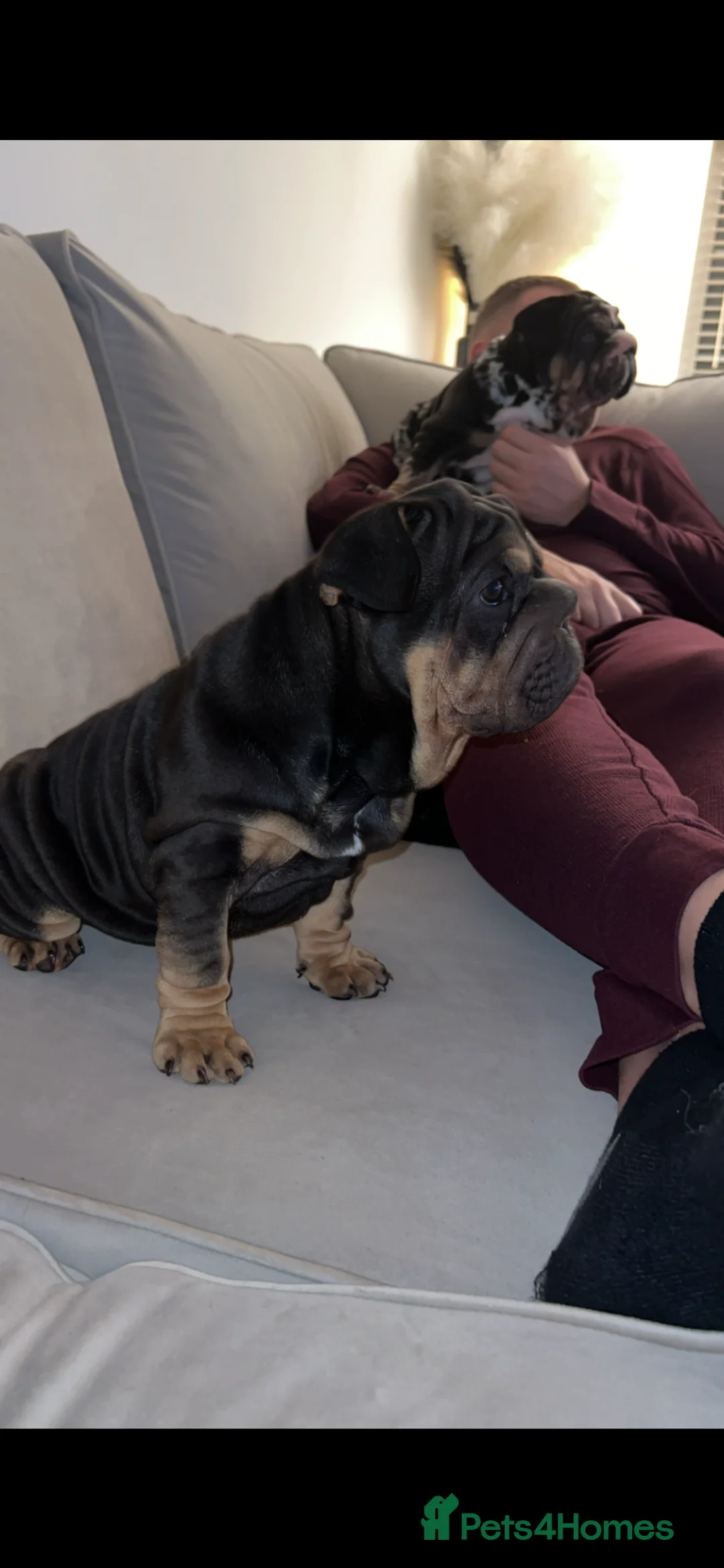 French Bulldog dogs for sale: French bulldog x English bulldog puppies  - Advert 1