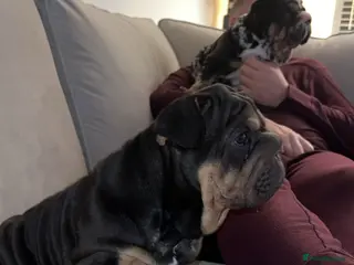 French Bulldog dogs French bulldog puppies - Advert 1